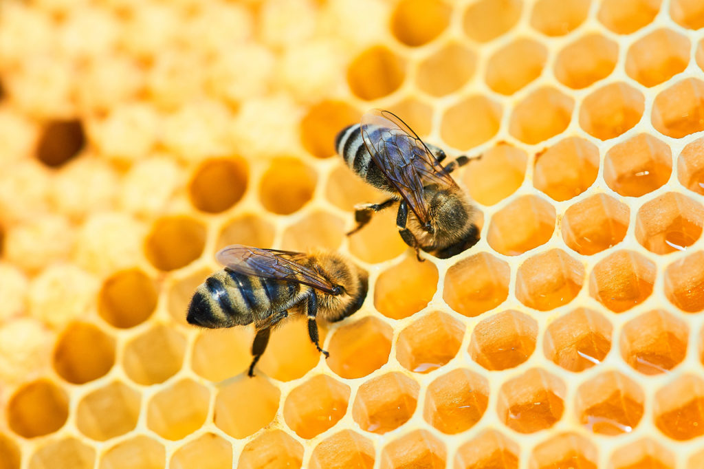 I pilastri e gli alleati di un progetto di business - Claudio Messina